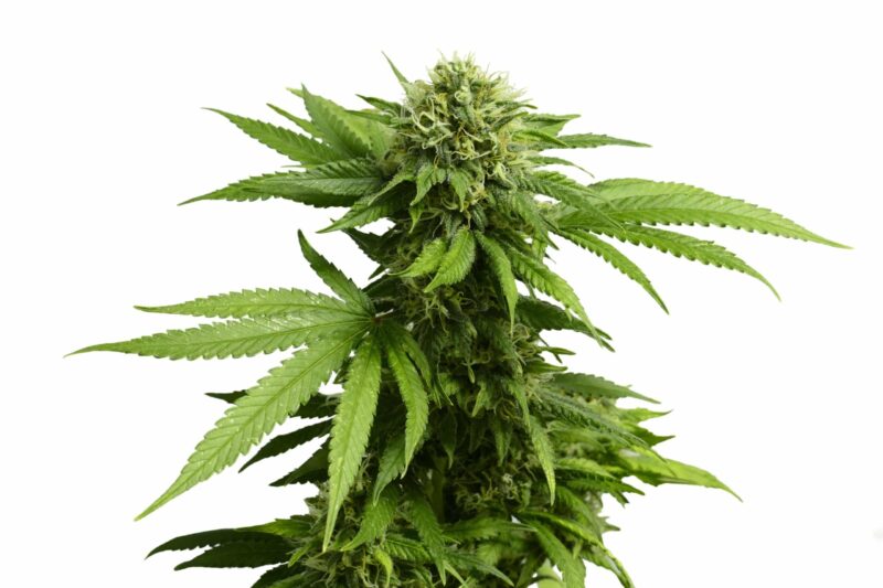 Big Leafy Cannabis Plant with Marijuana Buds Isolated By White Background