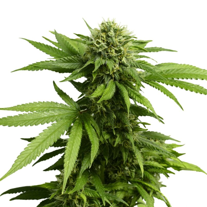 Big Leafy Cannabis Plant with Marijuana Buds Isolated By White Background