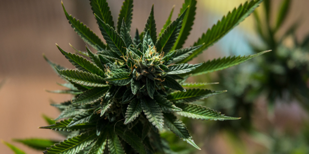 MyCannabis Clinic Q2 2023 pic MyCannabis Clinic Q2 2023 pot plant